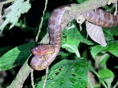 Craspedocephalus puniceus