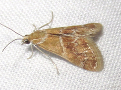 Noctueliopsis bububattalis