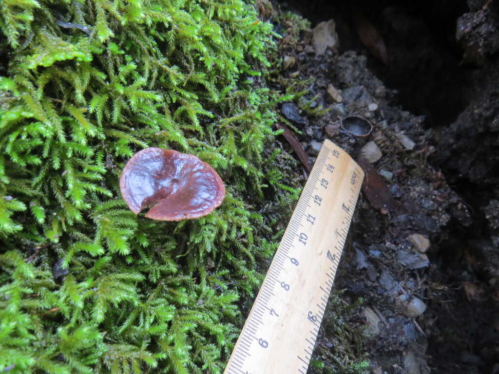 Tubaria punicea · November 2025 · photo: © garth_harwood (iNaturalist, cc-by)