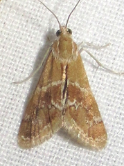 Noctueliopsis bububattalis