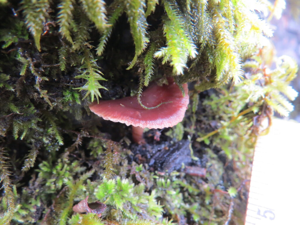 Tubaria punicea · November 2025 · photo: © garth_harwood (iNaturalist, cc-by)