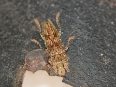 Elaphidion