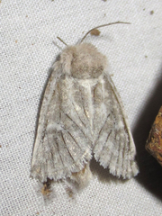Comadia albistriga