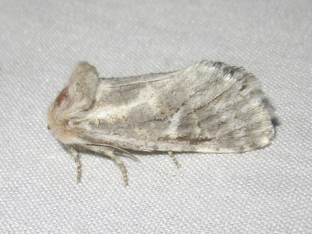 Comadia albistriga