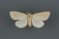 Lythrodes tripuncta