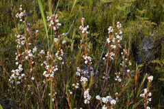 Dracophyllum oliveri