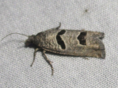 Pelochrista mirosignata