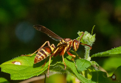 Polistes poeyi poeyi