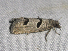 Pelochrista mirosignata