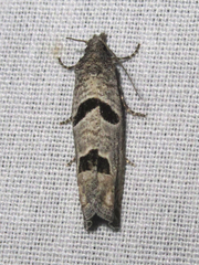 Pelochrista mirosignata