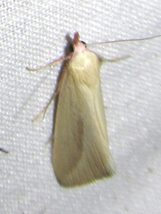 Phytometra obliqualis