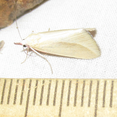 Phytometra obliqualis