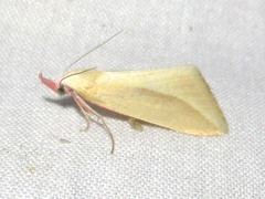 Phytometra obliqualis