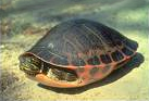 Alabama Red-bellied Cooter