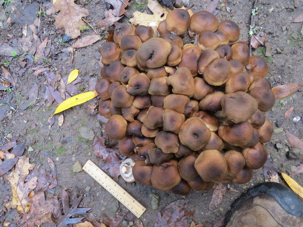 Armillaria mellea · November 2025 · photo: © garth_harwood (iNaturalist, cc-by)