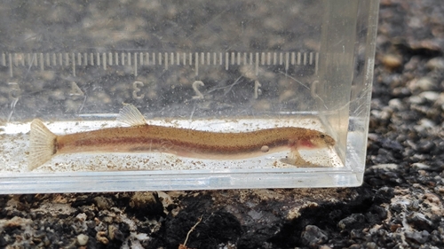 Pangio piperata