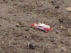 Leptuca stenodactylus