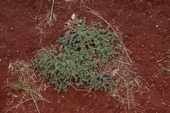 Euphorbia inaequilatera