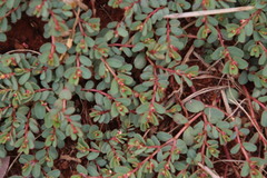 Euphorbia inaequilatera