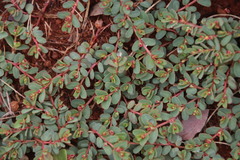 Euphorbia inaequilatera