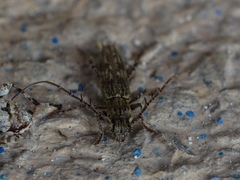 Elaphidion