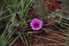 Ipomoea ommanneyi