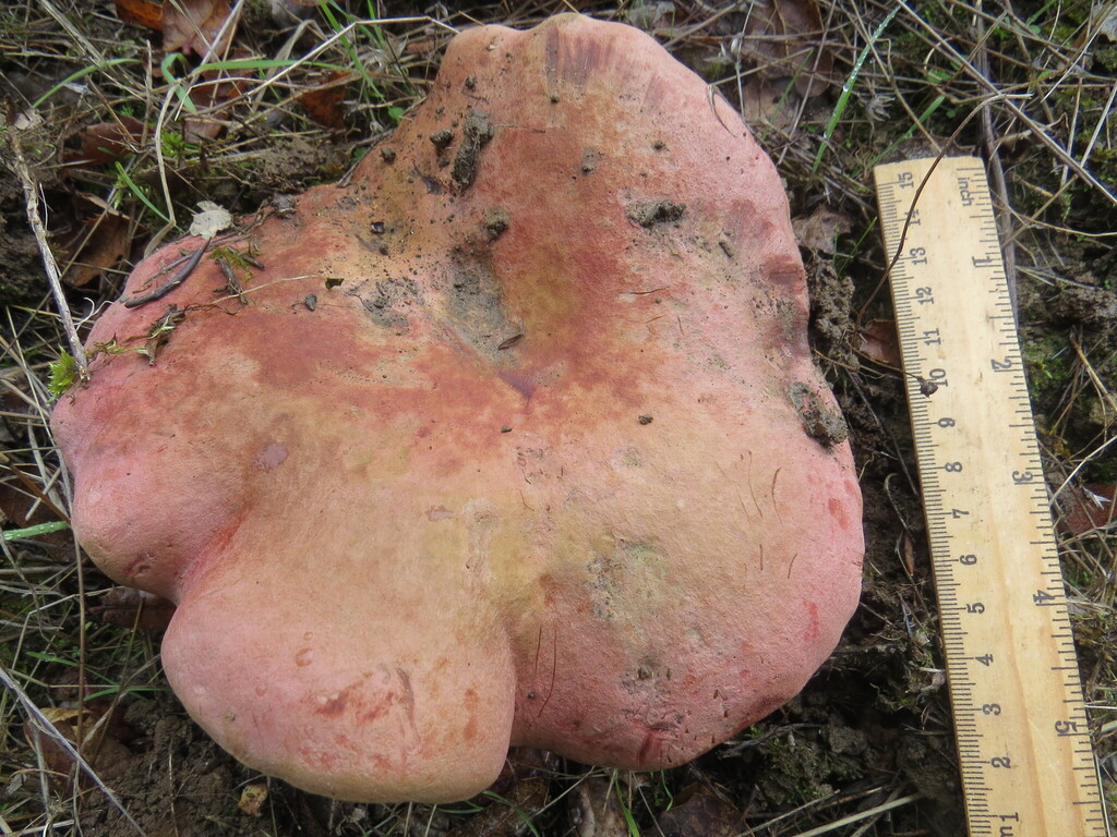 Suillellus amygdalinus · November 2025 · photo: © garth_harwood (iNaturalist, cc-by)