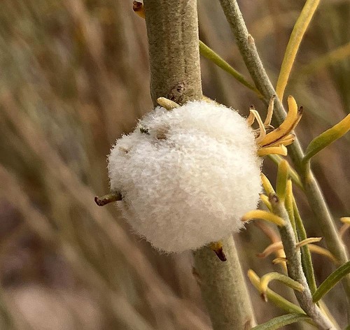 Unknown species found near Grand County, UT, USA
