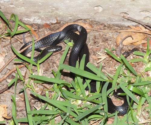 Eastern Small-eyed Snake sighting