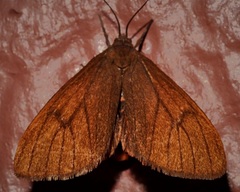 Virbia opella