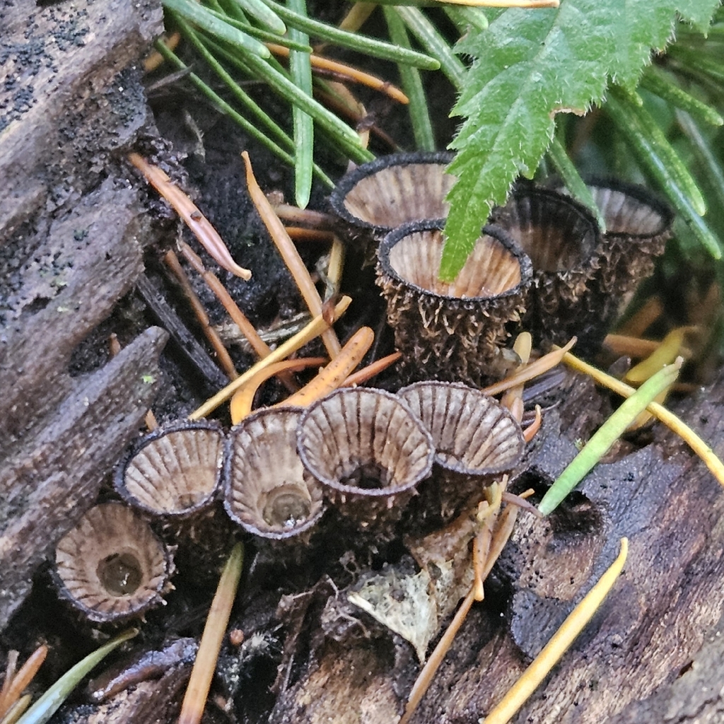 Cyathus striatus · November 2025 · photo: © tser (iNaturalist, cc-by)