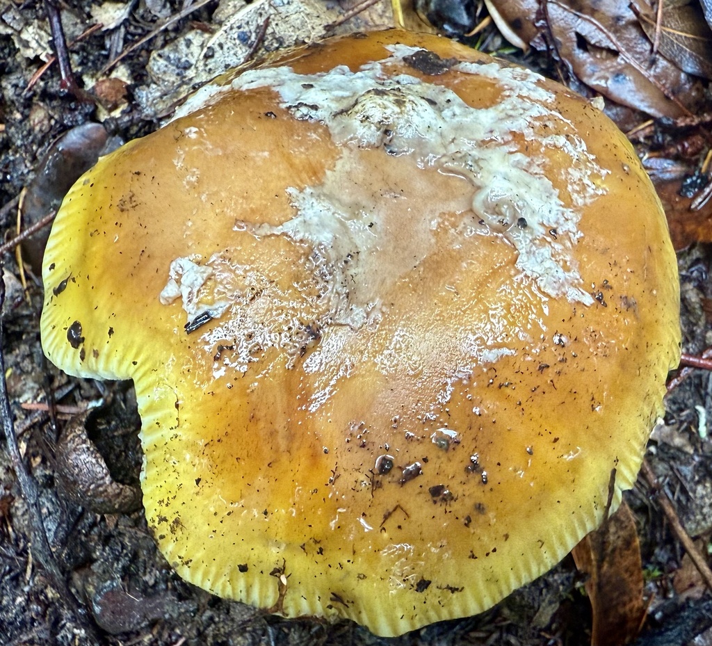 Amanita calyptroderma · November 2025 · photo: © hllrnnr (iNaturalist, cc0)