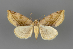 Plagiomimicus ochoa