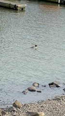 Mergus merganser