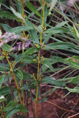 Fadogia homblei