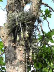 Tillandsia pohliana