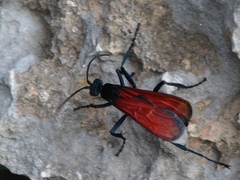Pepsis rubra