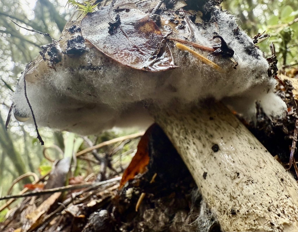 Amanita calyptroderma · November 2025 · photo: © hllrnnr (iNaturalist, cc0)