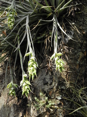 Tillandsia pohliana