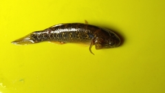 Dormitator maculatus