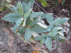 Quercus praineana