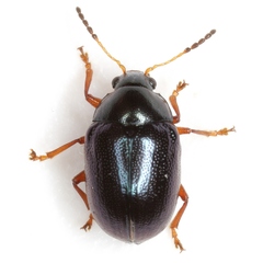 Brachypnoea lecontei