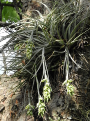 Tillandsia pohliana