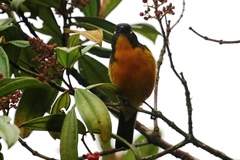 Anisognathus lacrymosus