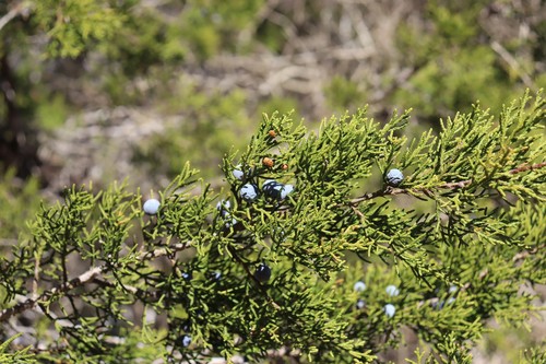 Ashe juniper