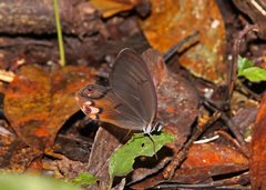 Haetera piera