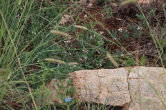 Ophrestia oblongifolia