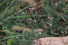 Ophrestia oblongifolia