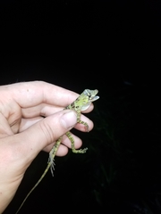 Anolis princeps