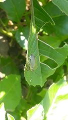 Chinavia erythrocnemis